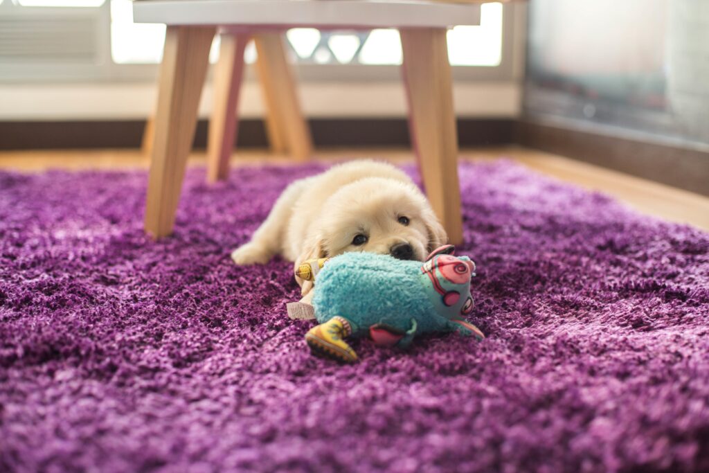 Residential Cleaning Services in South Yarra